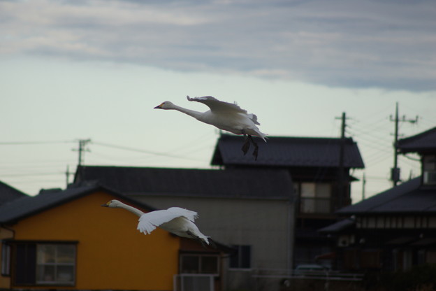 DSC04006