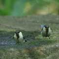 180604-4二羽のシジュウカラの幼鳥