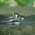 180604-7二羽のシジュウカラの幼鳥
