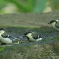 180604-8三羽のシジュウカラの幼鳥