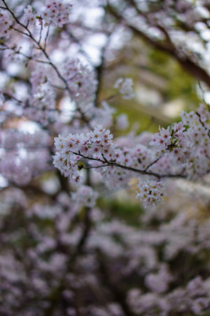 桜咲く