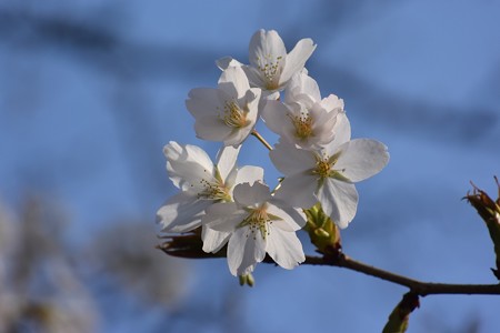 DSC_7637-1