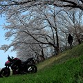 バイクと桜