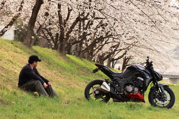 Photos: バイクと桜