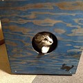 Photos: スツール　カホン　猫小屋？