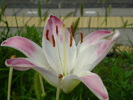 DSC00093
