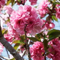 桜　１