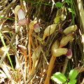 ナンバンギセル