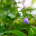 Photos: イワシャジン