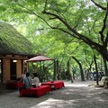 Photos: 奈良公園