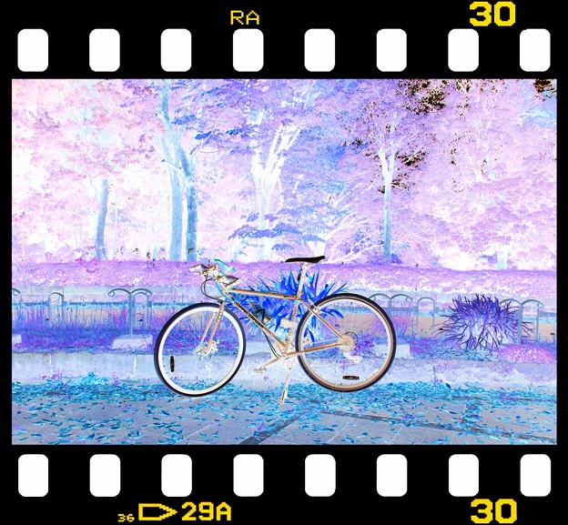225 Color　ネガ