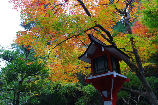 福井でみつけた紅葉