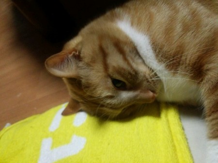 チグラーシャ0304