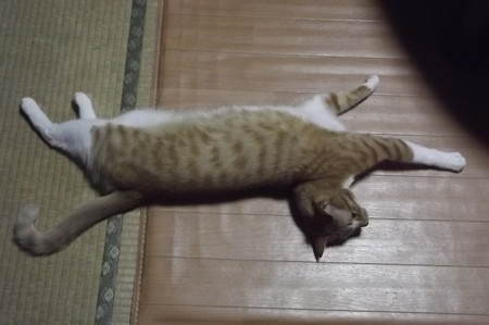チグラーシャ0311
