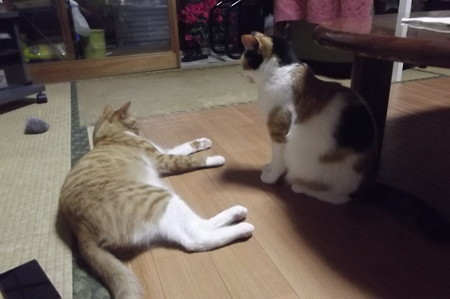 チグ&ミーシャ0313