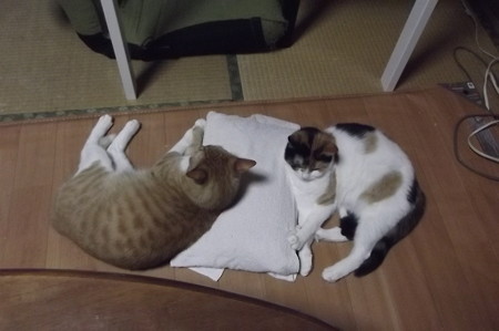 チグ&ミーシャ0323