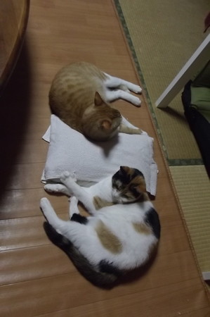 チグ&ミーシャ0323