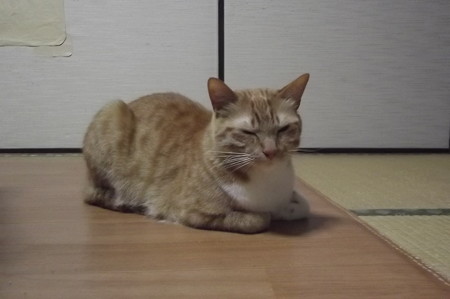 チグラーシャ0328