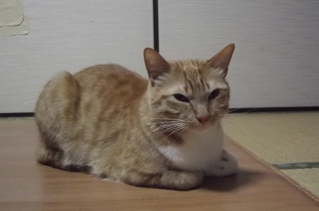 チグラーシャ0328