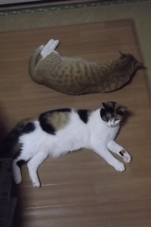 チグ&ミーシャ0414