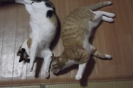 チグ&ミーシャ0415