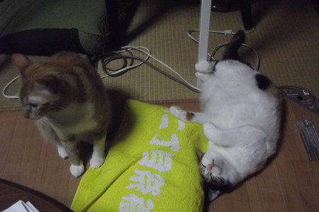 チグ&ミーシャ0417
