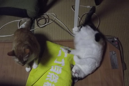 チグ&ミーシャ0417