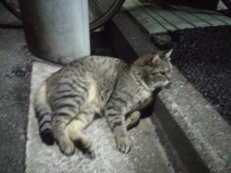 近所のネコ0418
