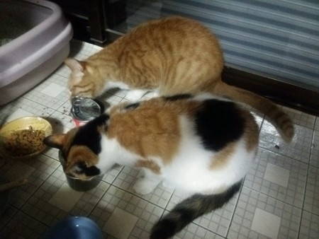チグ&ミーシャ0510