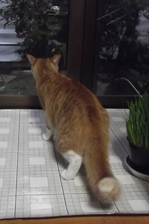 チグラーシャ0517