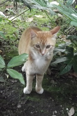 ミニチグ0520