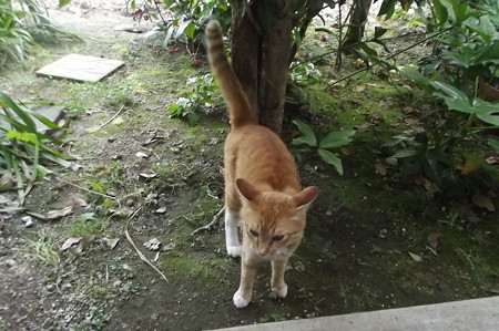 ミニチグ0520