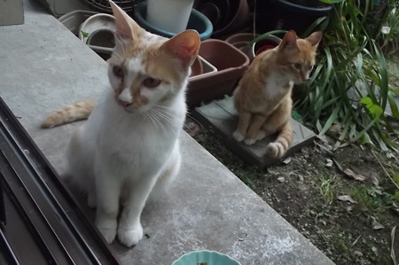ミニチグ&茶ブチ0520