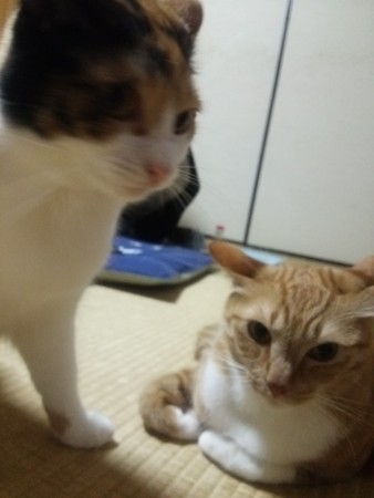 チグ&ミーシャ0521