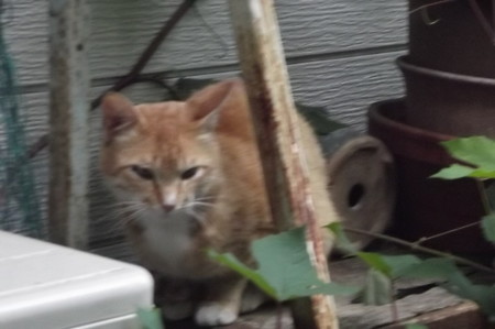 ミニチグ0525
