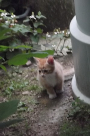 子ネコ0608