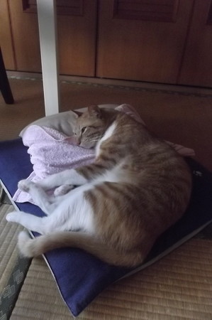 チグラーシャ0609