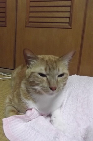 チグラーシャ0613