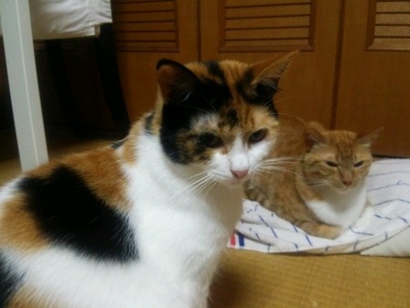 チグ&ミーシャ0617