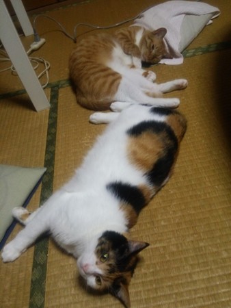 チグ&ミーシャ0704