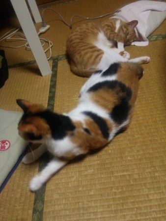 チグ&ミーシャ0704