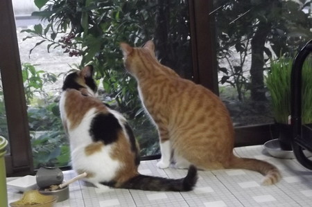 チグ&ミーシャ0705