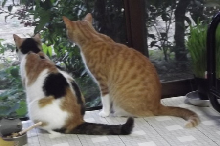 チグ&ミーシャ0705