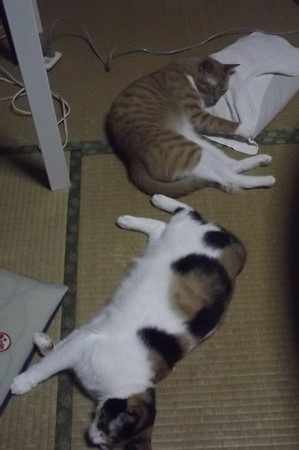 チグ&ミーシャ0706