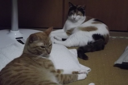 チグ&ミーシャ0726