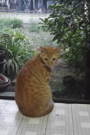 チグラーシャ0813