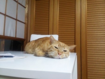 チグラーシャ0823