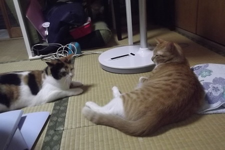 チグ&ミーシャ0831