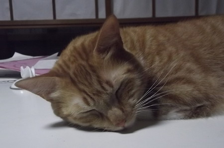チグラーシャ0920