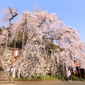 舞鶴・瑠璃寺の枝垂れ桜